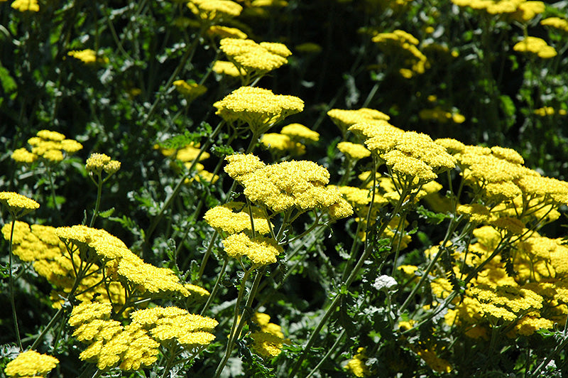 Moonshine Yarrow (#1)