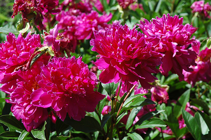 Karl Rosenfield Peony (#2)