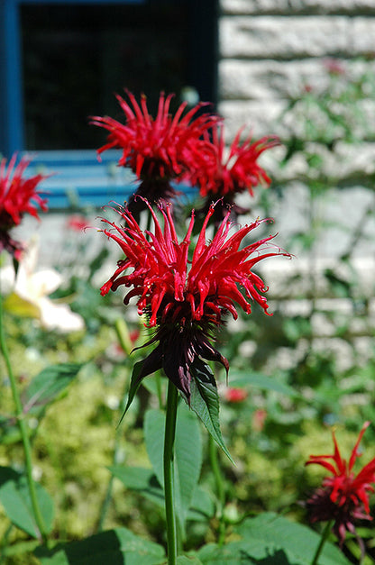 Jacob-Cline-Beebalm