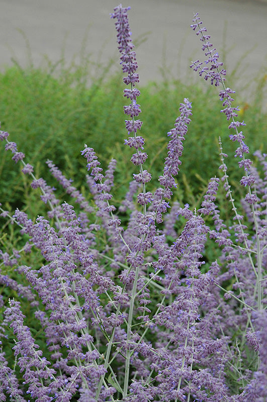 Russian Sage (#1)