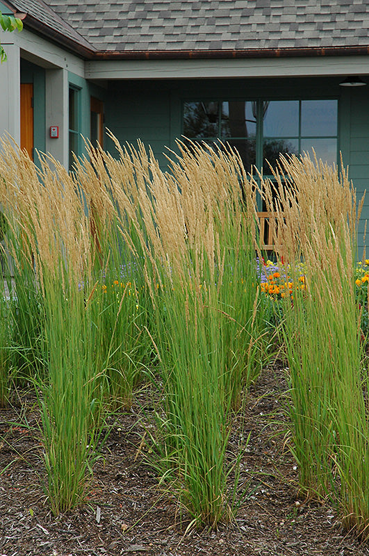 Karl-Foerster-Reed-Grass