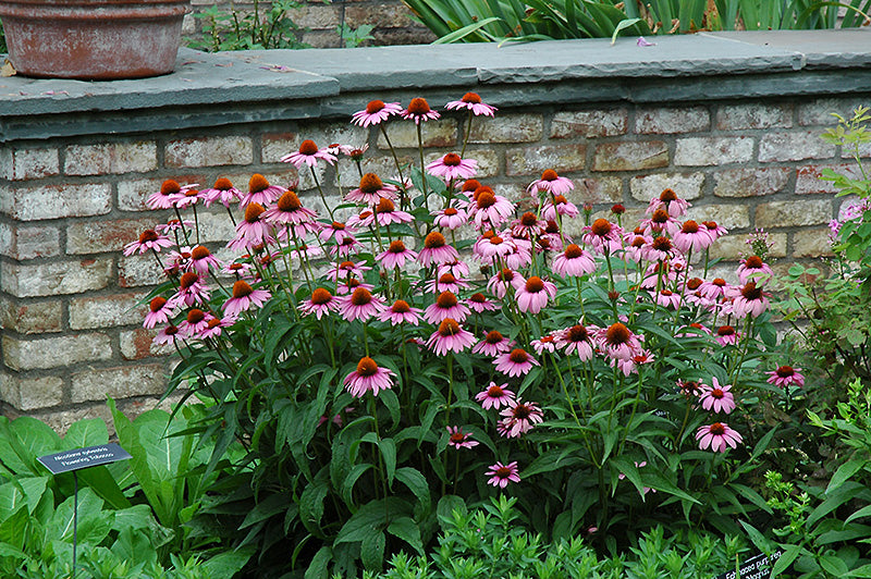 Magnus Coneflower (#1)