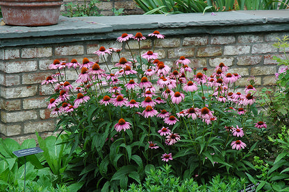 Magnus Coneflower (#1)