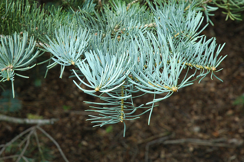 White Fir