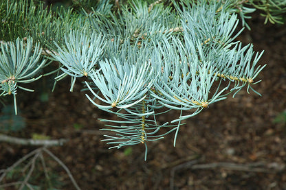 White Fir