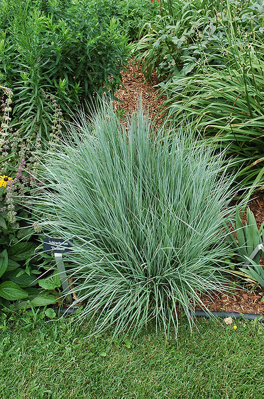 The Blues Little Bluestem