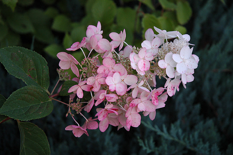 Pink Diamond Hydrangea