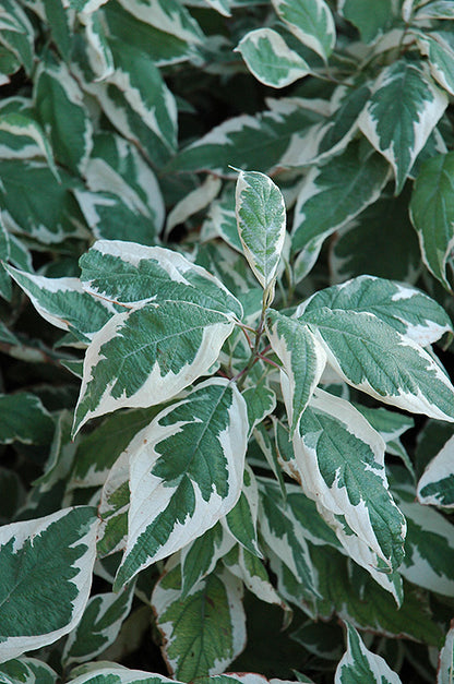 Ivory Halo Dogwood