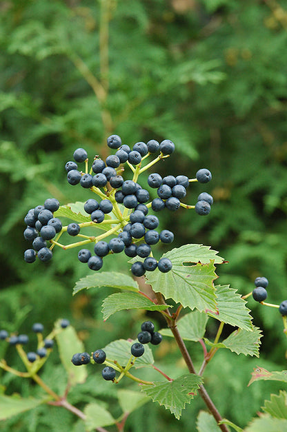 Blue-Muffin®-Viburnum