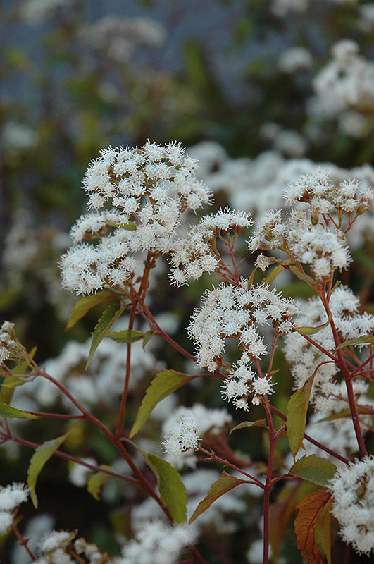 Chocolate-Boneset