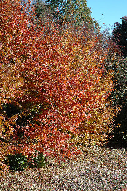 American Hornbeam