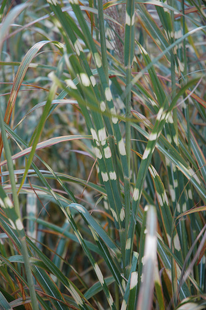 Zebra-Grass