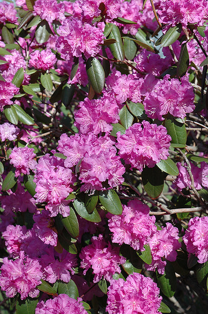 PJM Rhododendron