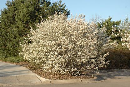 Shadblow-Serviceberry