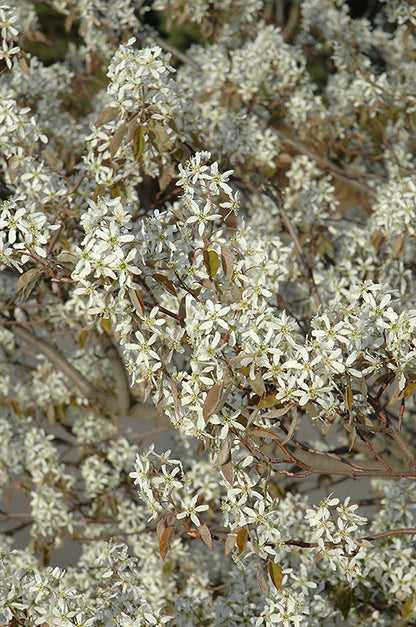 Shadblow Serviceberry