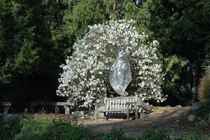 Royal Star Magnolia