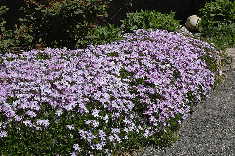 Emerald Blue Creeping Phlox (#1)