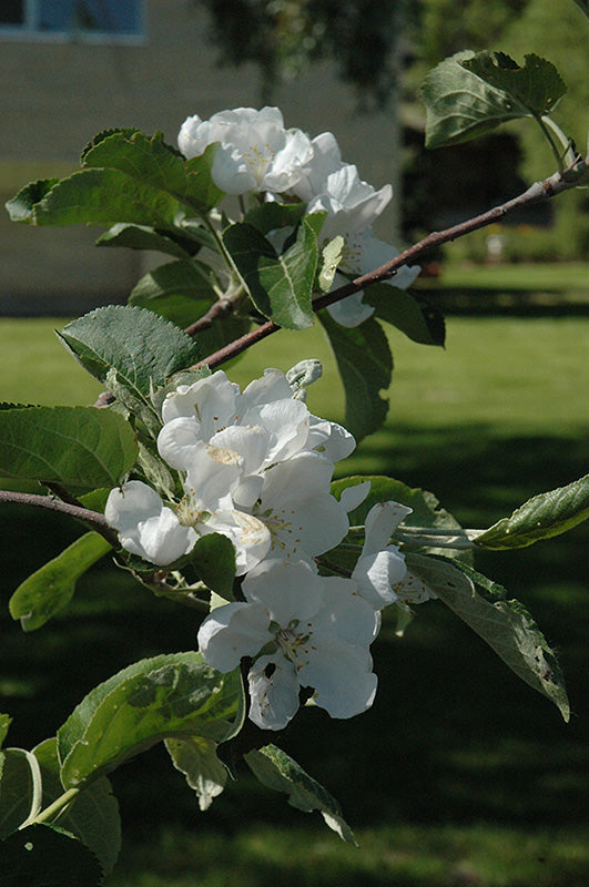 McIntosh Apple Tree