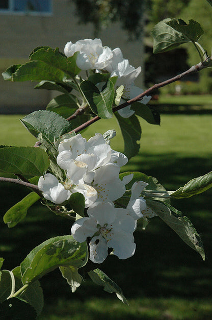 McIntosh Apple Tree