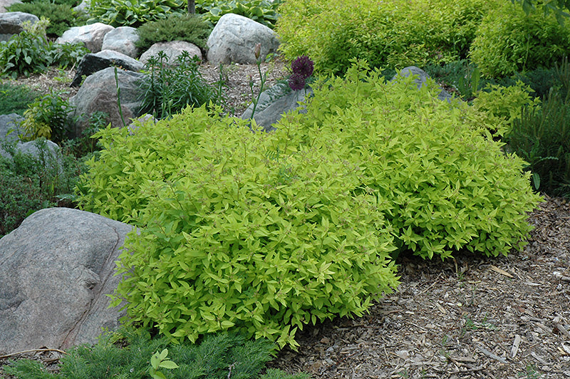 Goldmound-Spirea