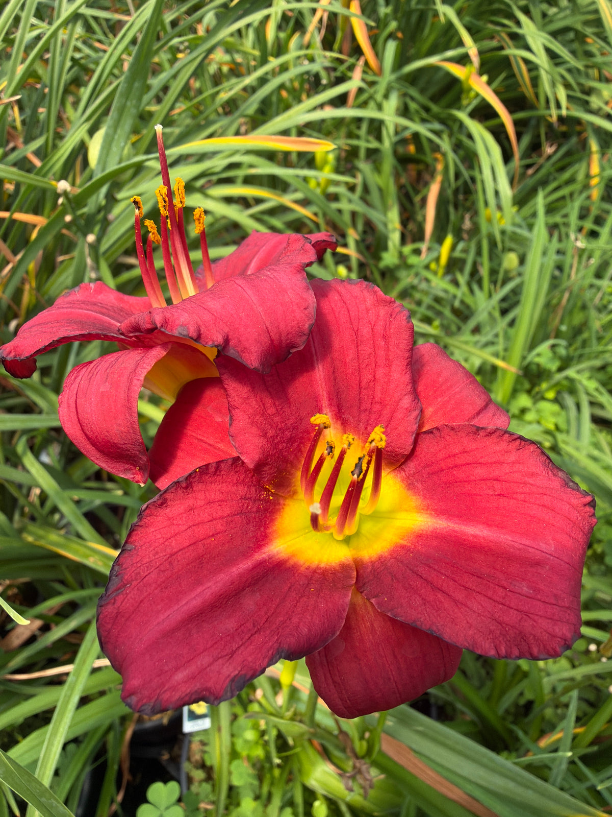 Stella de Oro Daylily (#1)