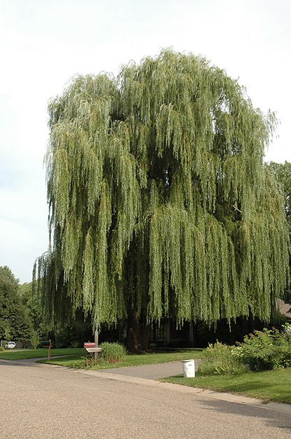 Golden Weeping Willow