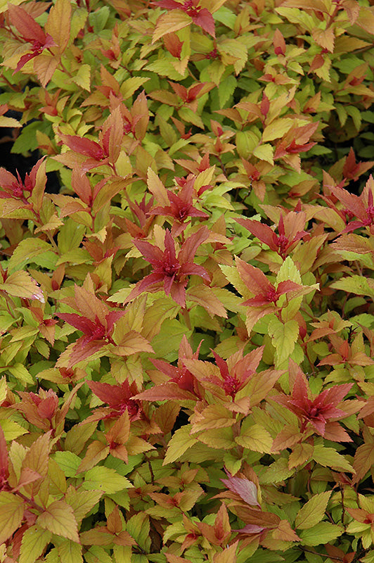 Goldflame-Spirea