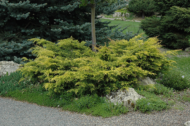 Old-Gold-Juniper