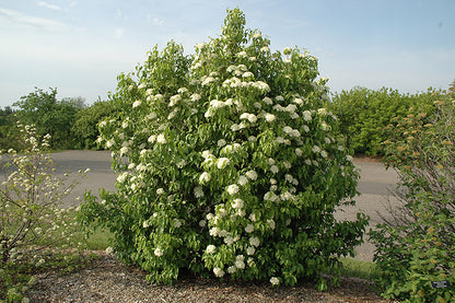 Nannyberry