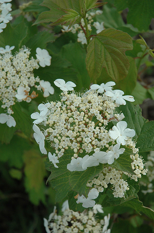 Wentworth-Highbush-Cranberry