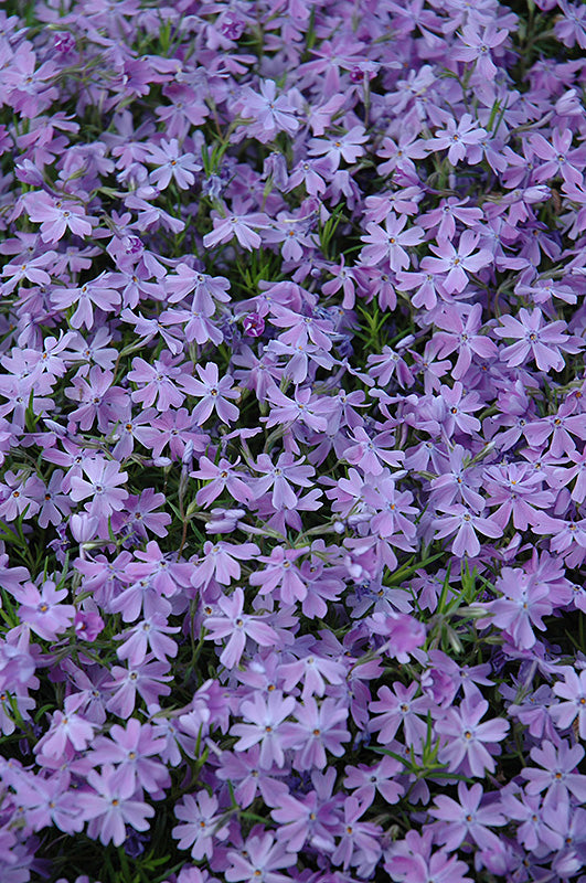 Emerald-Blue-Moss-Phlox