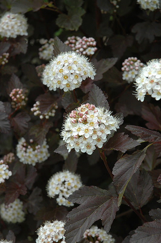 Diablo®-Ninebark