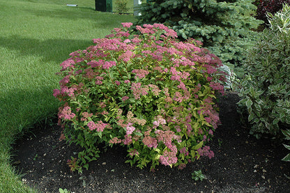 Goldflame Spirea