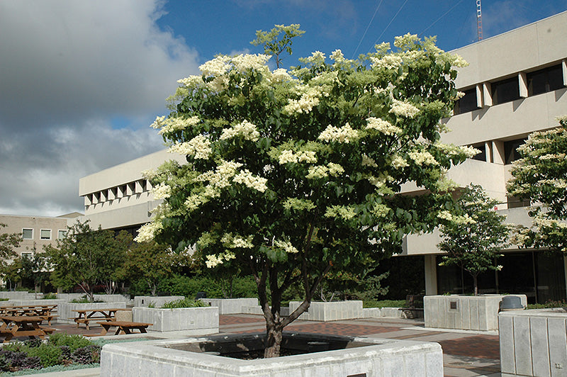 Ivory-Silk-Japanese-Tree-Lilac