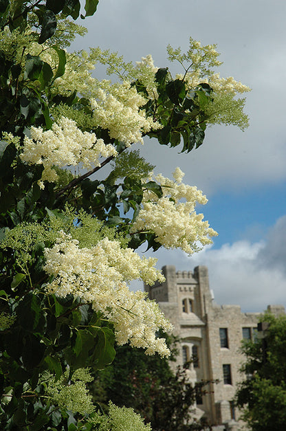 Ivory Silk Japanese Tree Lilac