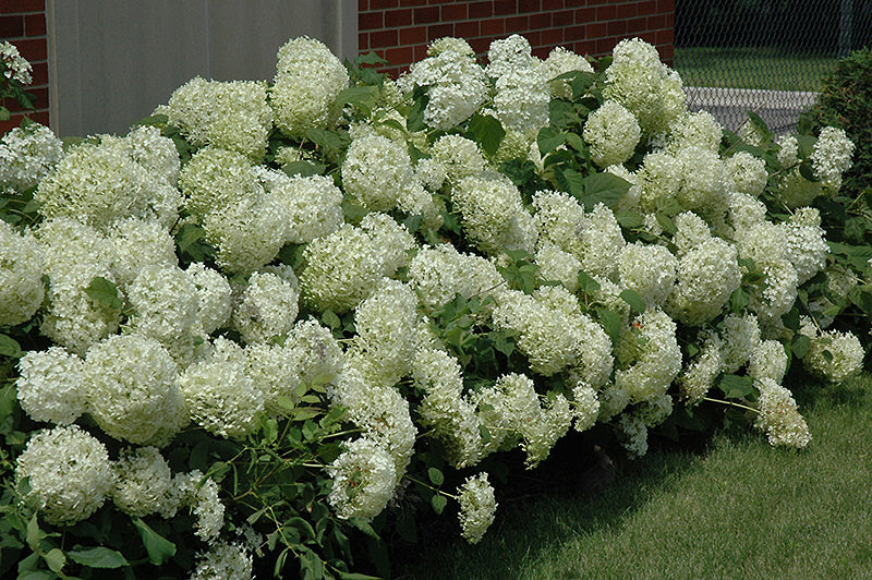 Annabelle Hydrangea