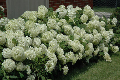 Annabelle Hydrangea