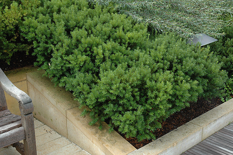 Dark-Green-Spreader-Yew
