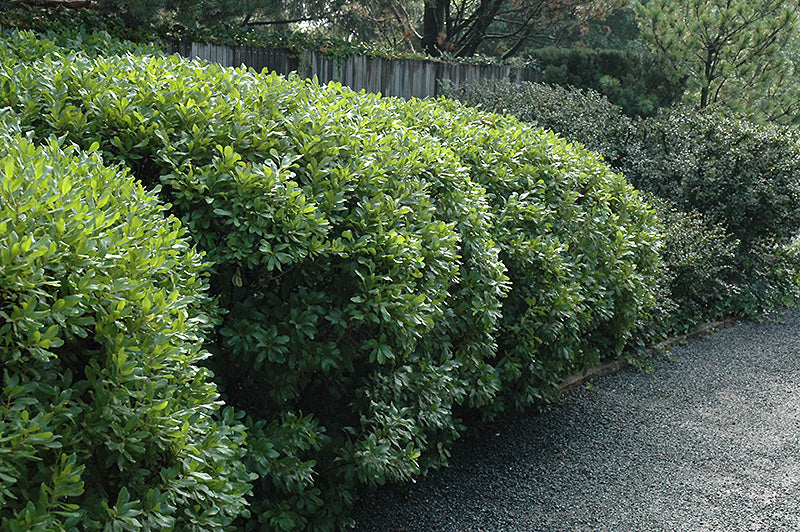 Northern-Bayberry