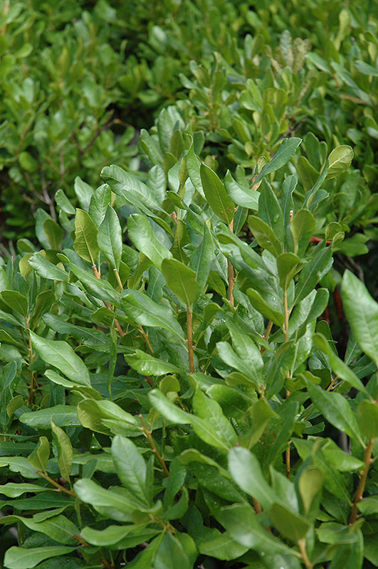 Northern Bayberry