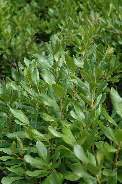 Northern Bayberry