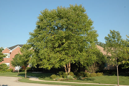 Heritage-River-Birch