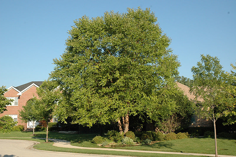 Heritage-River-Birch