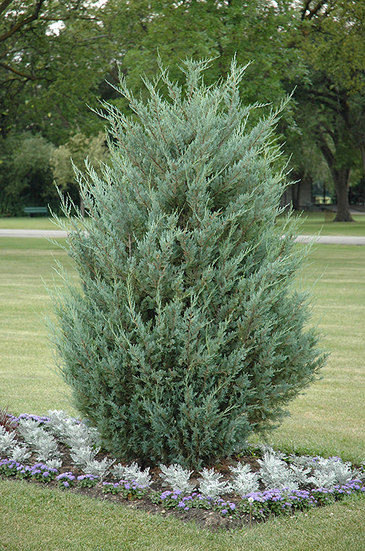 Moonglow-Juniper