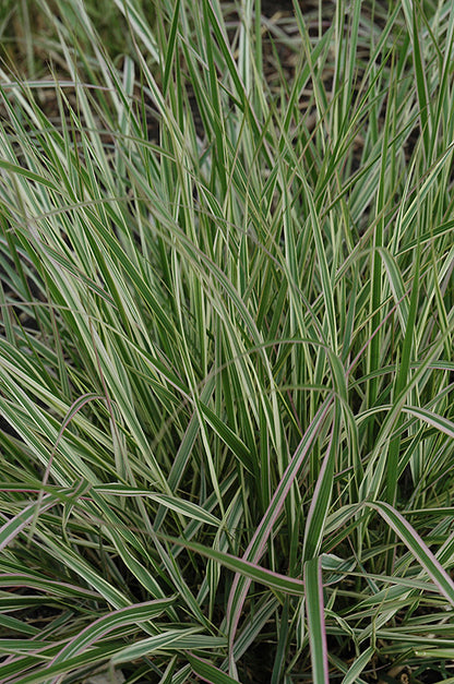 Variegated Reed Grass