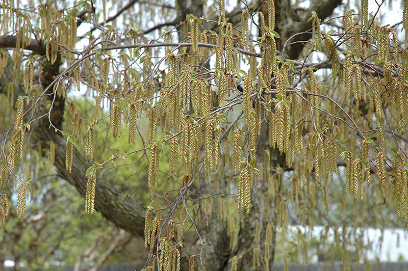 Eastern Hophornbeam