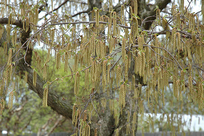 Eastern Hophornbeam