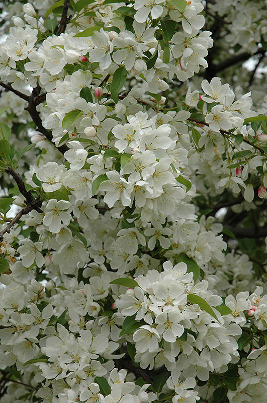 Donald Wyman Flowering Crab