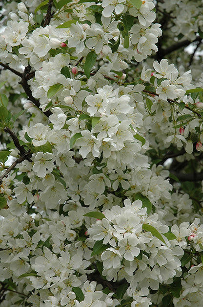 Donald Wyman Flowering Crab