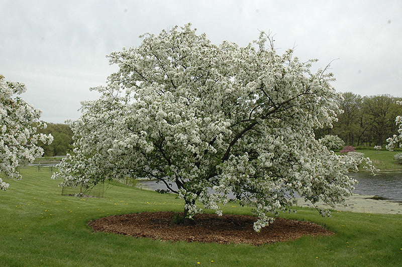 Donald-Wyman-Flowering-Crab